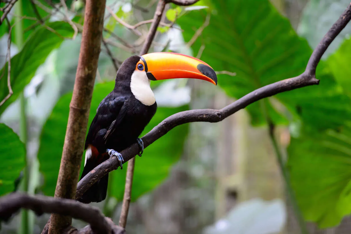 Amazonia