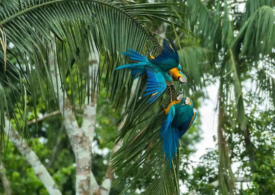 Araras na Amazonia